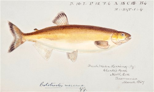 Southern Pacific fishes illustrations by F.E. Clarke 24