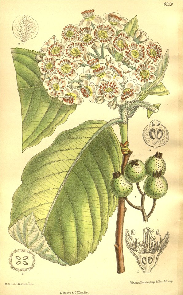 Sorbus cuspidata 135-8259