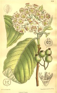 Sorbus cuspidata 135-8259