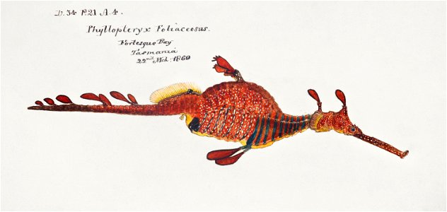 Southern Pacific fishes illustrations by F.E. Clarke 39