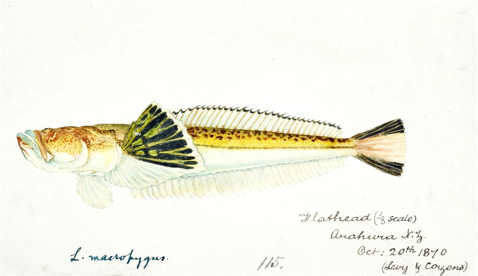 Southern Pacific fishes illustrations by F.E. Clarke 46