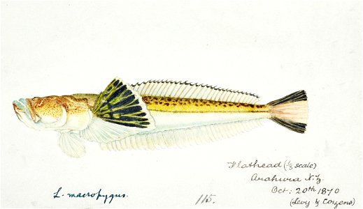 Southern Pacific fishes illustrations by F.E. Clarke 46