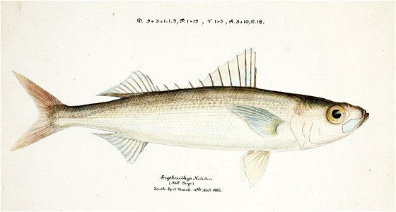 Southern Pacific fishes illustrations by F.E. Clarke 97