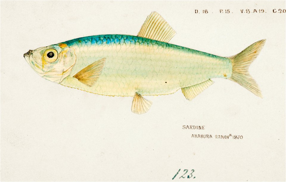 Southern Pacific fishes illustrations by F.E. Clarke 55
