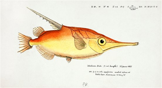 Southern Pacific fishes illustrations by F.E. Clarke 16