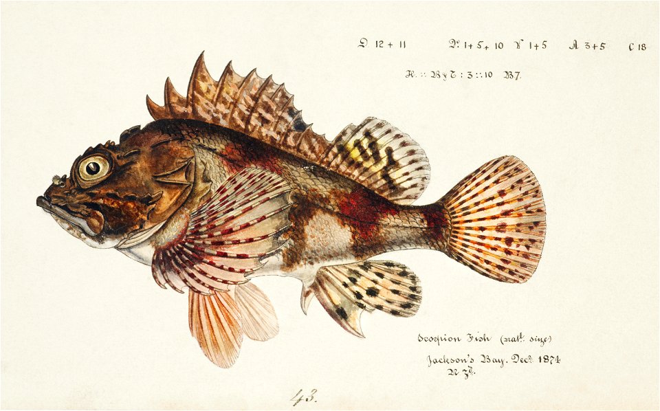Southern Pacific fishes illustrations by F.E. Clarke 73