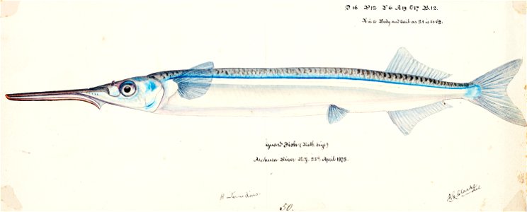 Southern Pacific fishes illustrations by F.E. Clarke 82