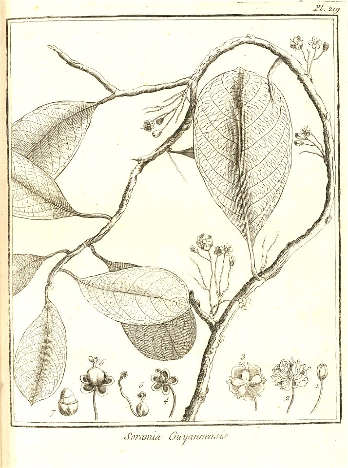 Soramia guianensis Aublet 1775 pl 219