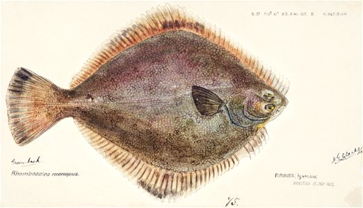Southern Pacific fishes illustrations by F.E. Clarke 67