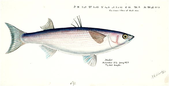 Southern Pacific fishes illustrations by F.E. Clarke 78