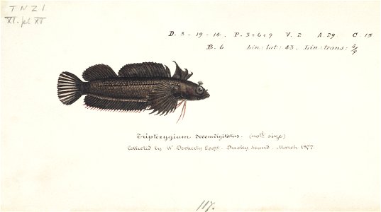 Southern Pacific fishes illustrations by F.E. Clarke 92
