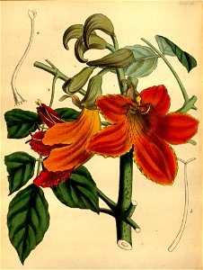 Spathodea campanulata Paxton 104