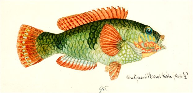 Southern Pacific fishes illustrations by F.E. Clarke 112