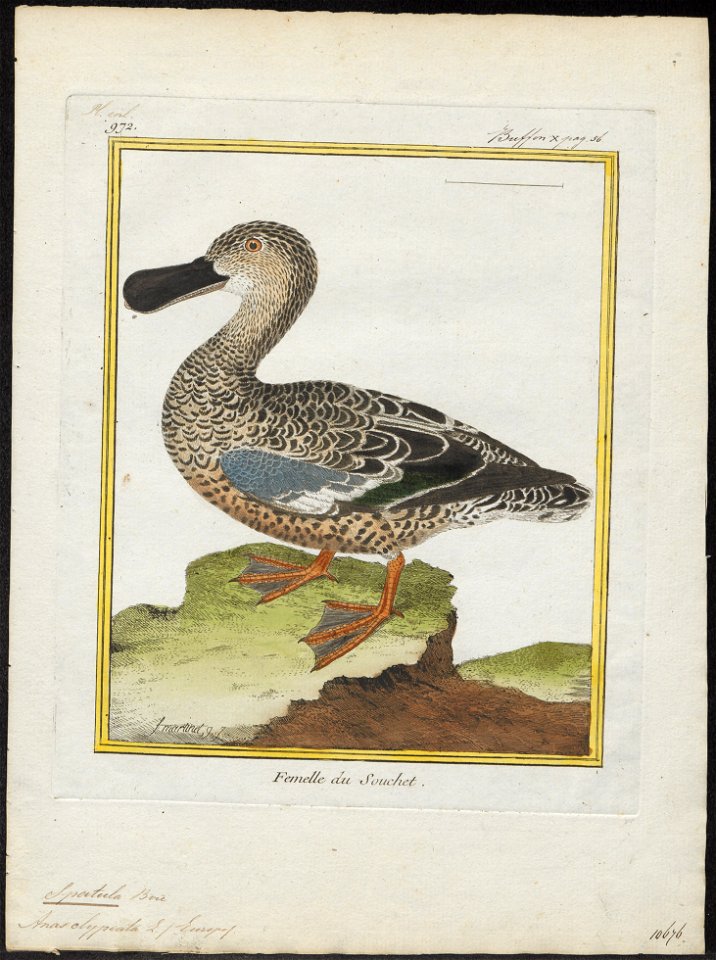 Spatula clypeata - 1700-1880 - Print - Iconographia Zoologica - Special Collections University of Amsterdam - UBA01 IZ17600481