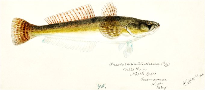 Southern Pacific fishes illustrations by F.E. Clarke 40