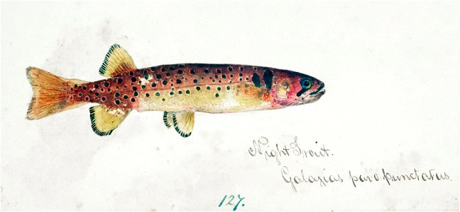 Southern Pacific fishes illustrations by F.E. Clarke 111