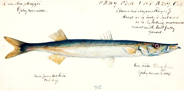 Southern Pacific fishes illustrations by F.E. Clarke 116
