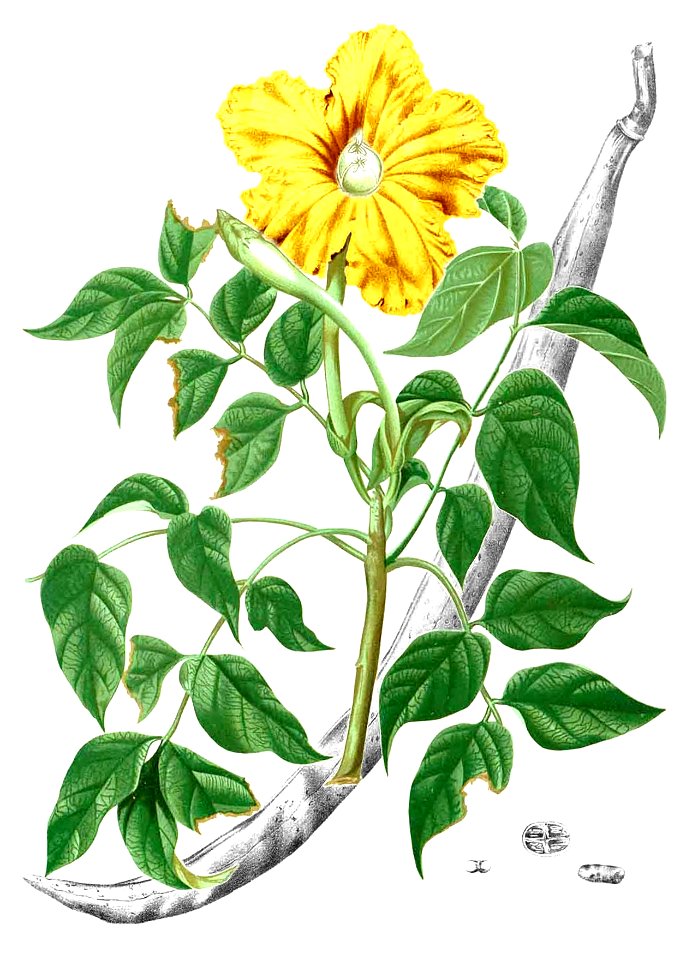 Spathodea sp Blanco2.242-cropped
