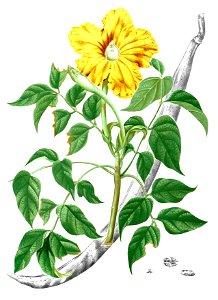 Spathodea sp Blanco2.242-cropped