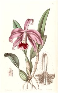 Sophronitis pumila (as Cattleya pumila) - Edwards vol 30 (NS 7) pl 5 (1844)