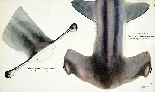 Southern Pacific fishes illustrations by F.E. Clarke 104