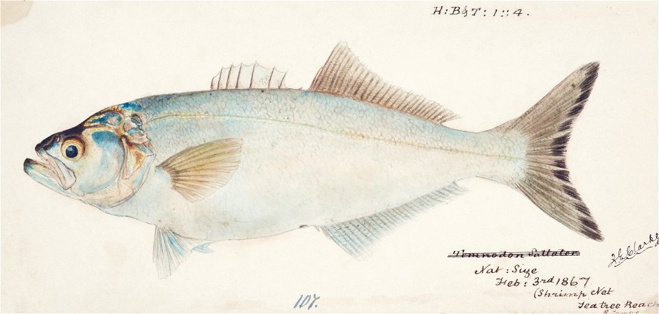 Southern Pacific fishes illustrations by F.E. Clarke 23