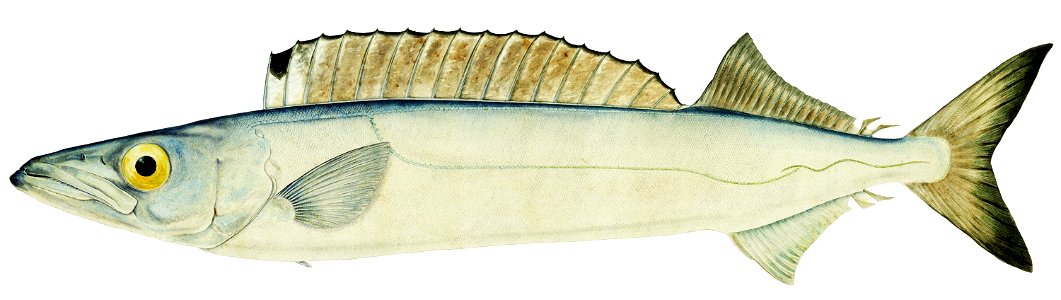 Southern Pacific fishes illustrations by F.E. Clarke 115 2