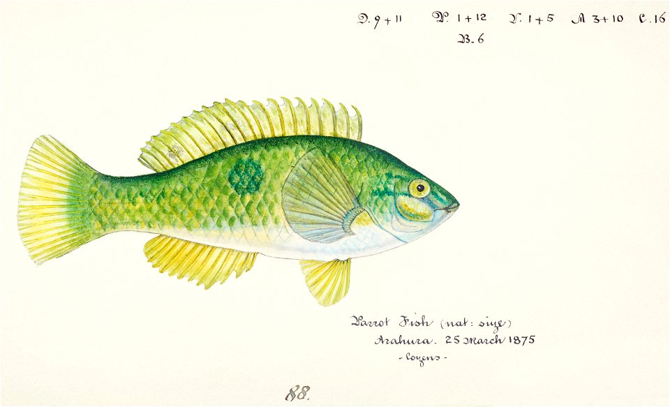 Southern Pacific fishes illustrations by F.E. Clarke 80