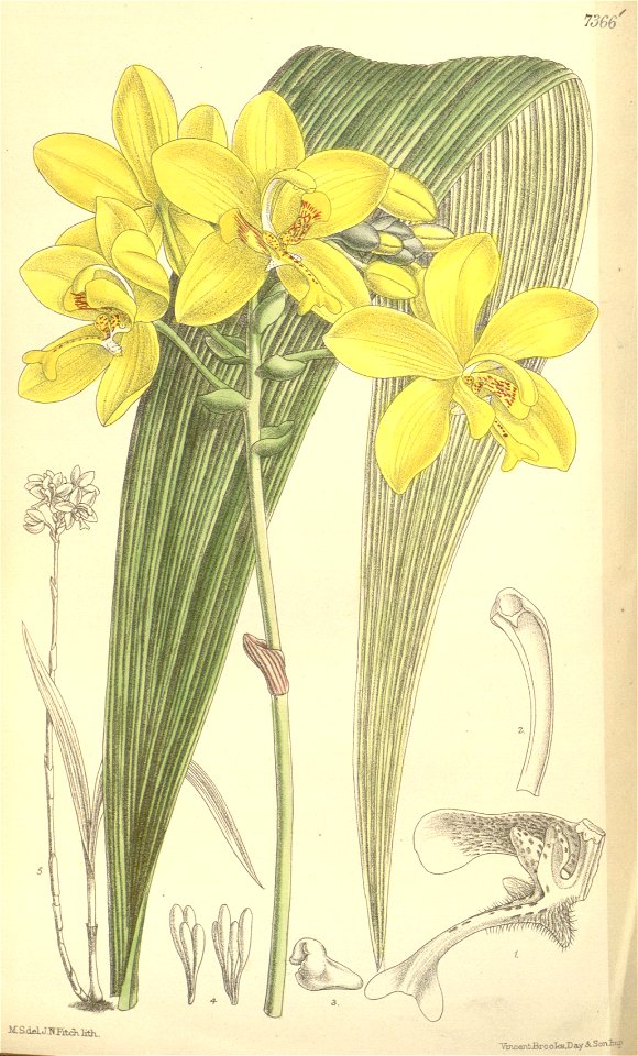 Spathoglottis gracilis - Curtis' 120 (Ser. 3 no. 50) pl 7366 (1894)