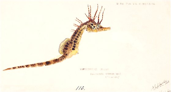 Southern Pacific fishes illustrations by F.E. Clarke 14