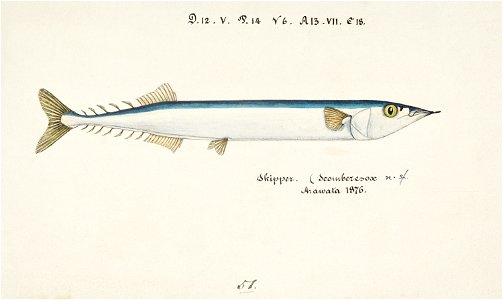 Southern Pacific fishes illustrations by F.E. Clarke 88