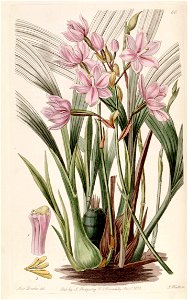 Spathoglottis plicata (as Paxtonia rosea) - Edwards vol 24 (NS 1) pl 60 (1838)
