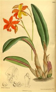 Sophrolaelia psyche 142-8654