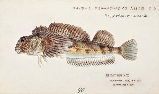 Southern Pacific fishes illustrations by F.E. Clarke 58