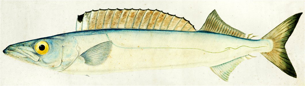 Southern Pacific fishes illustrations by F.E. Clarke 115