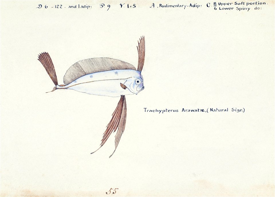 Southern Pacific fishes illustrations by F.E. Clarke 95