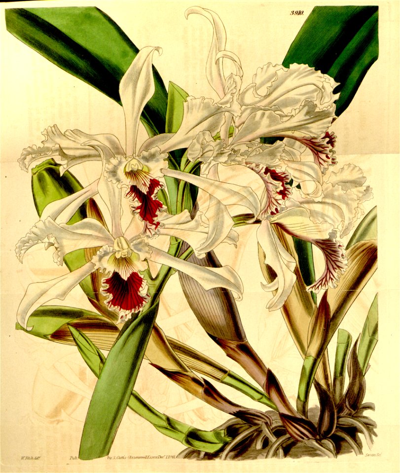 Sophronitis crispa (as Cattleya crispa) - Curtis' 68 (N.S. 15) pl. 3910 (1842)