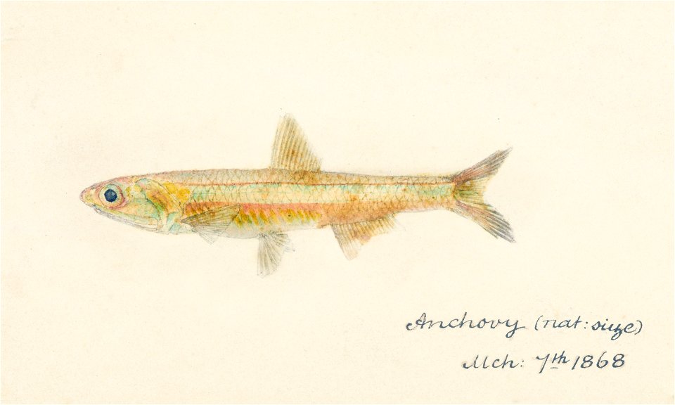Southern Pacific fishes illustrations by F.E. Clarke 29