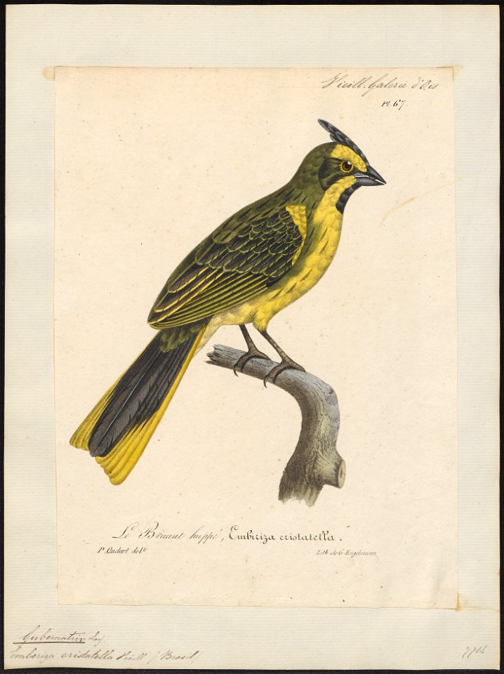 Special Collections University of Amsterdam - Iconographia Zoologica - UBA01 IZ1207714 001 - Gubernatrix cristata Vieillot, 1817 - P. Oudart - G. Engelmann - Print - 1825-1834