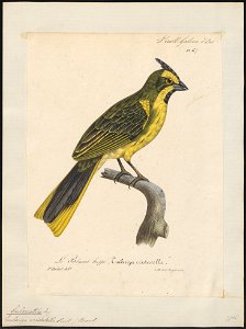 Special Collections University of Amsterdam - Iconographia Zoologica - UBA01 IZ1207714 001 - Gubernatrix cristata Vieillot, 1817 - P. Oudart - G. Engelmann - Print - 1825-1834