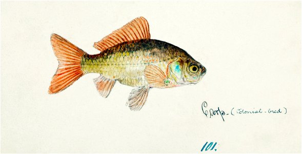Southern Pacific fishes illustrations by F.E. Clarke 107