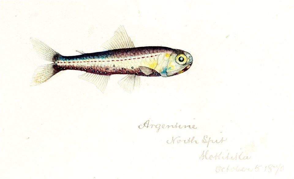 Southern Pacific fishes illustrations by F.E. Clarke 47