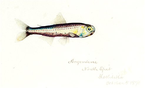 Southern Pacific fishes illustrations by F.E. Clarke 47