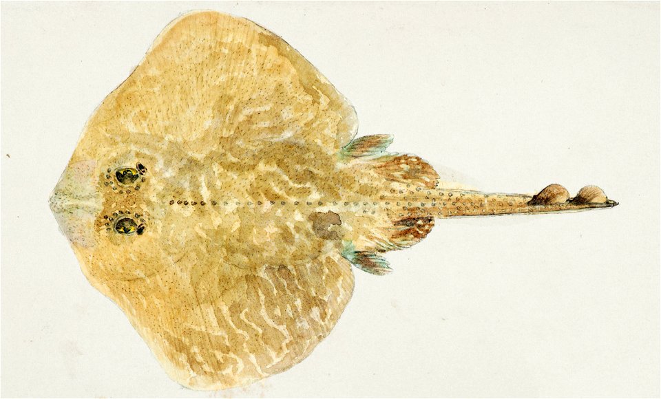 Southern Pacific fishes illustrations by F.E. Clarke 114