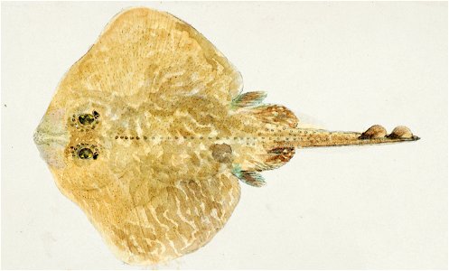 Southern Pacific fishes illustrations by F.E. Clarke 114