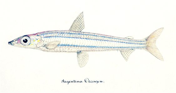 Southern Pacific fishes illustrations by F.E. Clarke 106