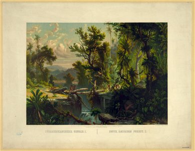 South American Forest I LCCN2003689311