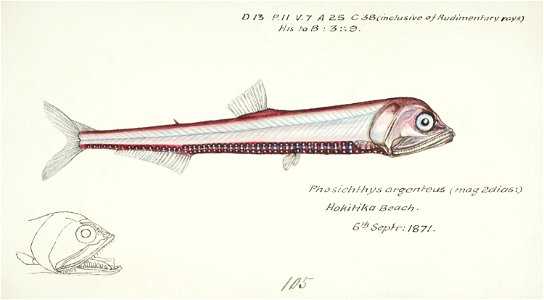 Southern Pacific fishes illustrations by F.E. Clarke 61