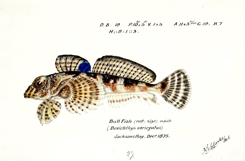 Southern Pacific fishes illustrations by F.E. Clarke 76