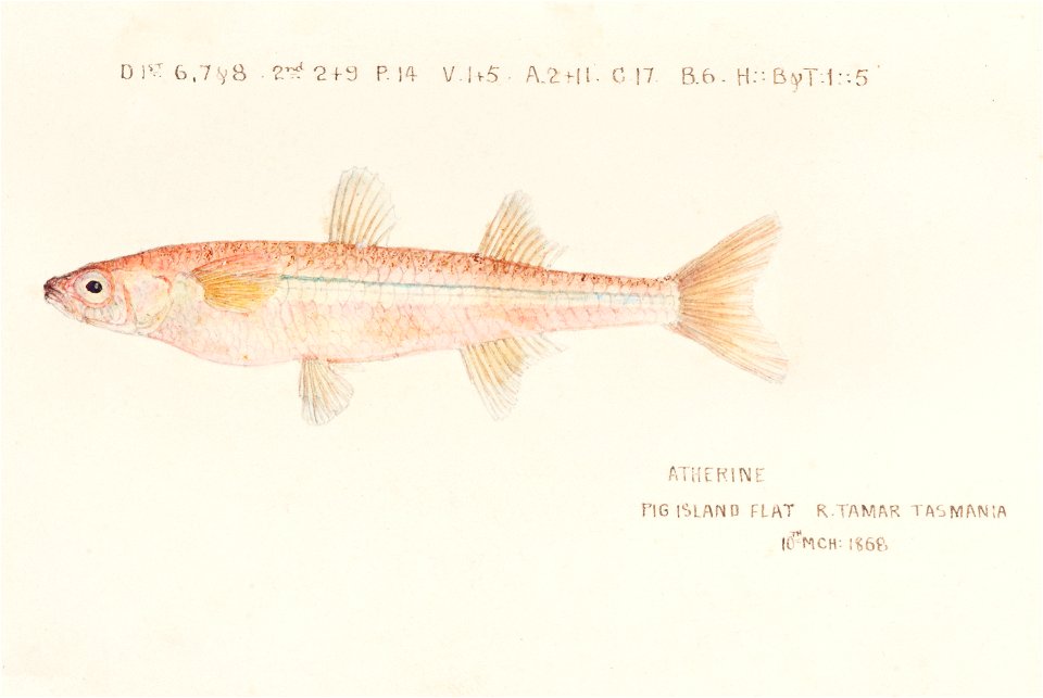 Southern Pacific fishes illustrations by F.E. Clarke 28